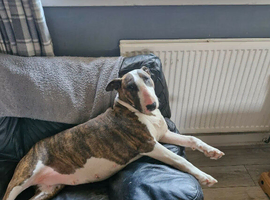 willow 4yr old bull terrier