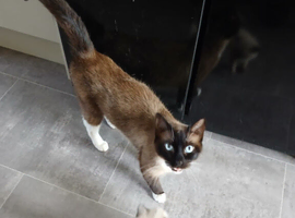 Ragdoll kittens ready to leave 5th june