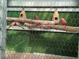 Mixed Burke parakeets