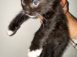 1 KITTEN READY TO GO! :) ASK FOR MORE PICTURES :)