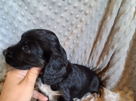 3 stunning kc registered puppies left