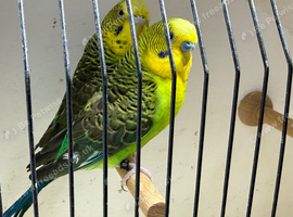 Black wing double factor breeding pair
