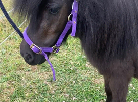 Beautiful Black Mini Shetland Mare Perfect Companion