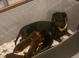 Beautiful brown n black miniature dachshund girls
