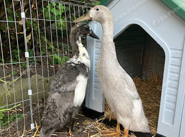 2x 5 week old Indian runner ducks