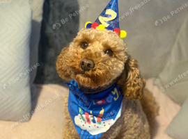 Cockapoo stud