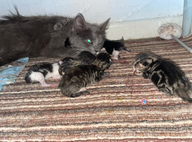 Rag doll  kittens
