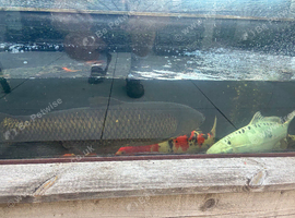 Grass Carp