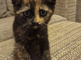 3 month old female kitten