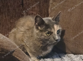 Lovely cat