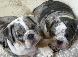 Olde English bulldog puppies