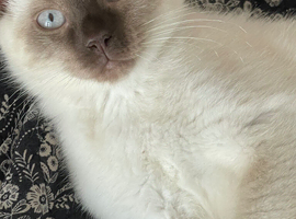 Gorgeous white and chocolate colourpoint male with icy blue eyes