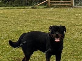 Short n stocky male 1 year old Rottweiler