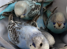 Cutest budgies