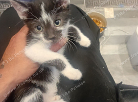 9 week old kittens