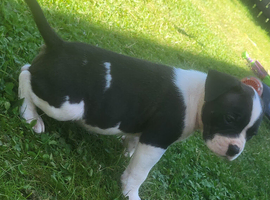 American Bulldog x Cane Corso