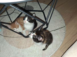 2 kittens
