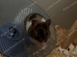 Syrian hamster and cage / food/bedding