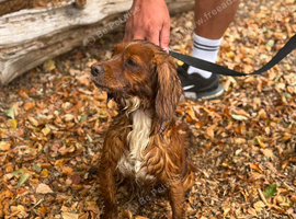 Cocker spaniel