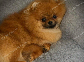 ** Sweet Pomeranian Male available - NO MORE TIME WASTERS **