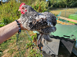 Bantam x serama chicks and pekin fleur