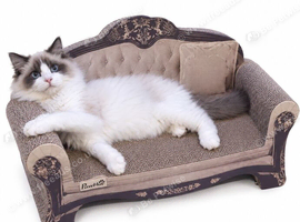 Beautiful ragdoll male for rehoming