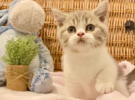 EXCEPTIONAL TICA REG SCOTTISH/BSH FAWN BICOLOUR GIRL