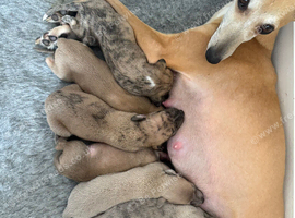 Exceptional litter of KC registered whippet puppies