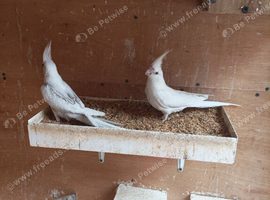 I have 3 baby cockatiels for sale