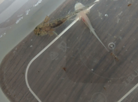Axolotls 1month old