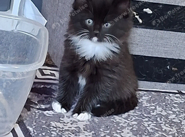 kittens ready to go