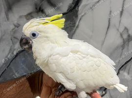 Hand-Rearing Baby Super Tame Cuddly Friendly Sulphur crested cockatoo Parrot,21