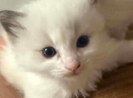 Ragdoll kittens