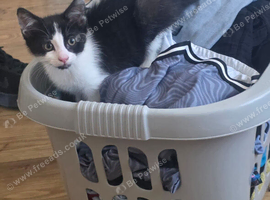 Buitifull Oreo the  kitten