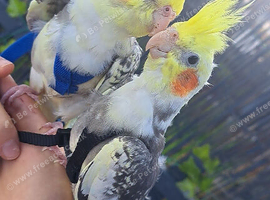 3 Male Cockatiels Looking For An Aviary