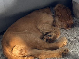 Cocker spaniel