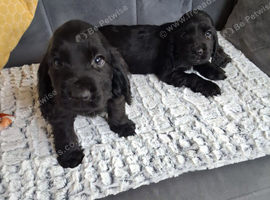 Cocker spaniel puppies