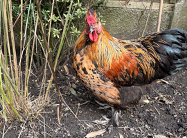 Pilkie Cockerel looking for new pastures