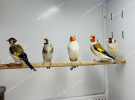 Siberian goldfinch