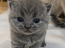 Beautiful bsh
