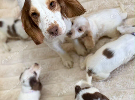 English cocker spaniel puppies