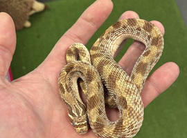Young Hognose
