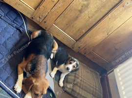 Stunning tri beagles