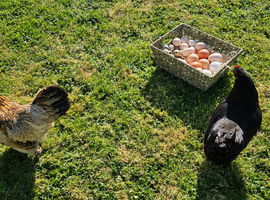 Fertile Eggs- Chickens & Quials