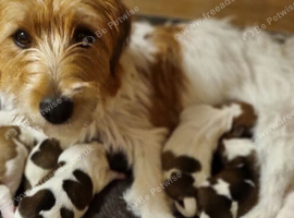 Jack russell puppies