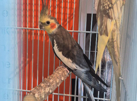 A pair of cockateils male and female