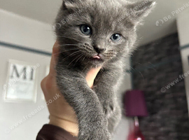 Kittens soon ready for a new loving home.