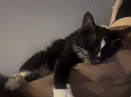 8 month old female kitten