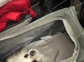 Small female Pomeranian
