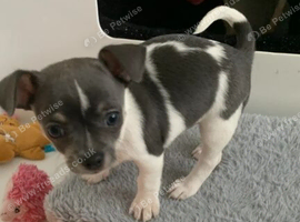 Chihuahua Puppies Looking for Loving Homes